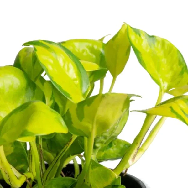 Neon Joy Pothos
