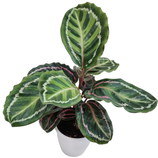 calathea roseopicta illustrious