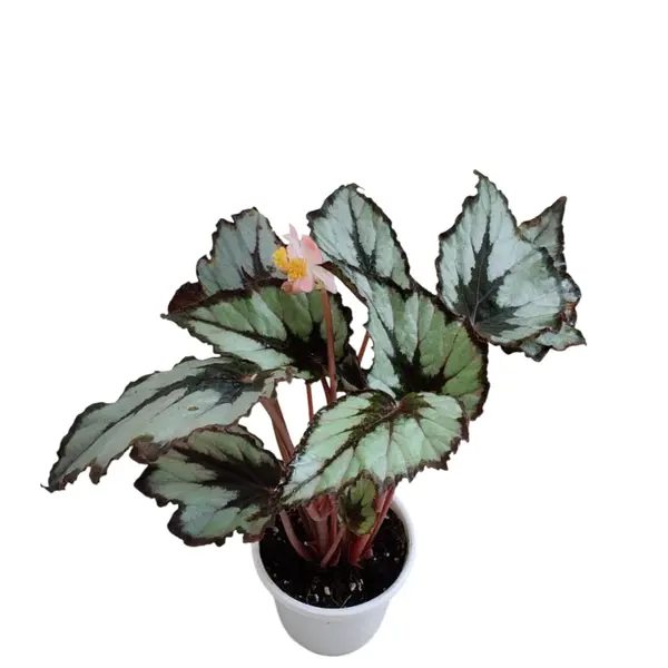 Rex Begonia 'Flirty Girl'