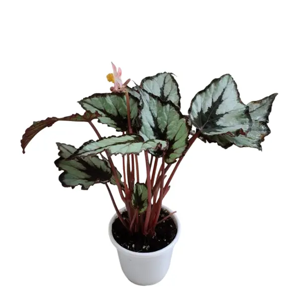 Rex Begonia 'Flirty Girl'