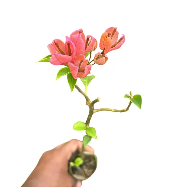 Bougainvillea Orange Tanglong