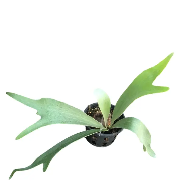 Staghorn Wellinky Silver - Image 2