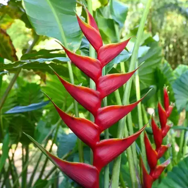 Heliconia Black Cherry