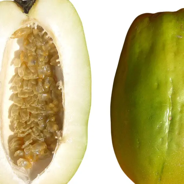 Giant Granadilla Passionfruit