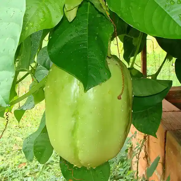 Giant Granadilla Passionfruit