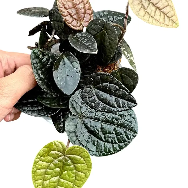 Piper Sp. 'luxurians'