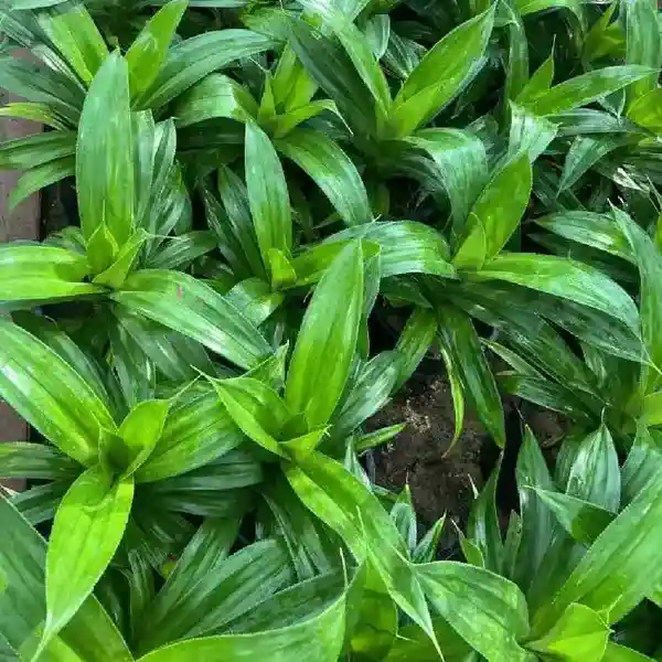 Pandanus Dubius Spreng