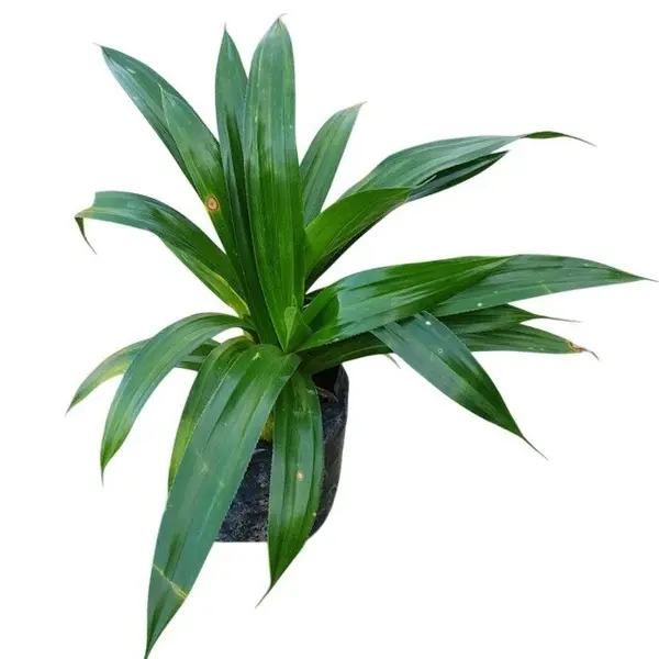 Pandanus Dubius Spreng