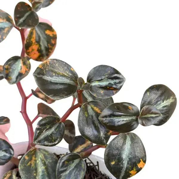 Peperomia Orange Metallic