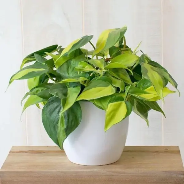 Philodendron Hederaceum Brasil