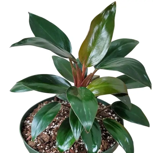 Philodendron Red Congo