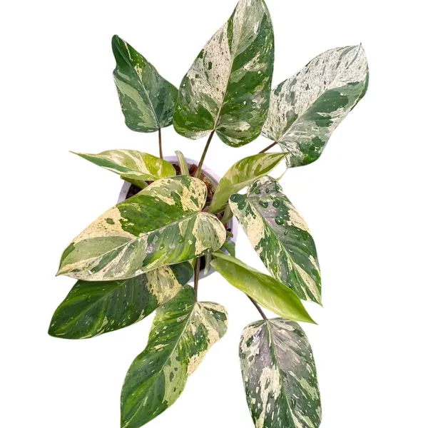 Philodendron Emerald Queen Variegated