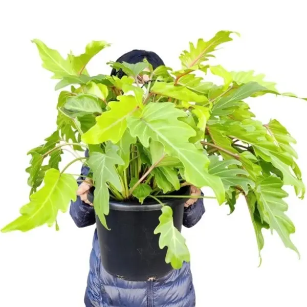 Philodendron Xanadu Golden