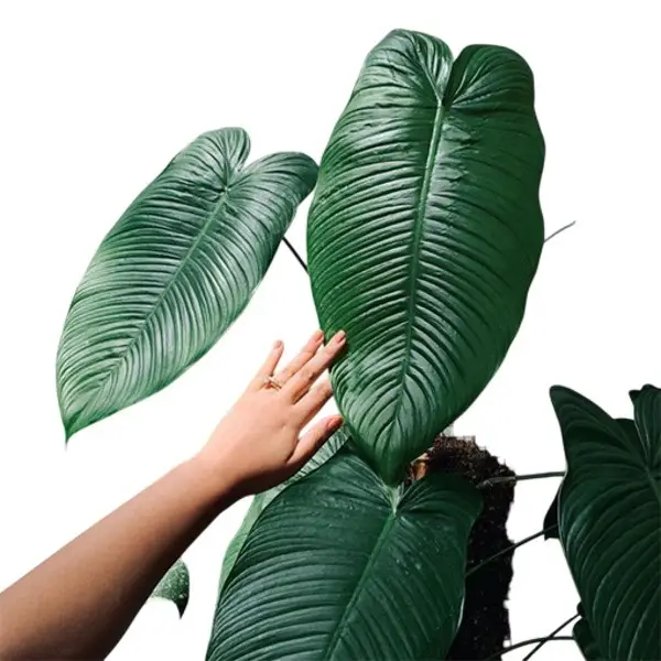 Philodendron Tenue