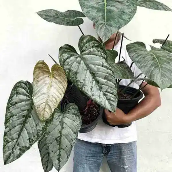 Philodendron brandtianum (Node Propogation)