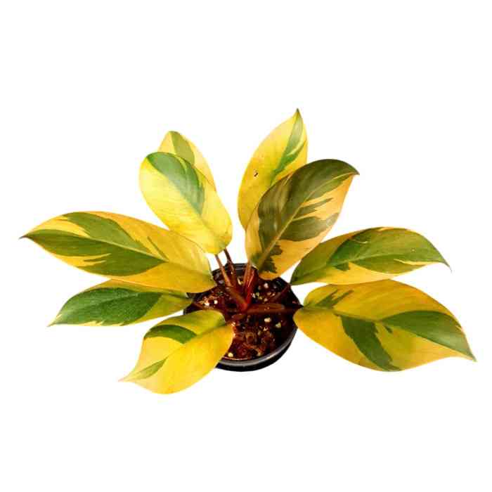 Philodendron black cardinal variegated