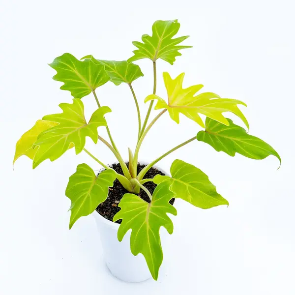 Philodendron Xanadu Golden