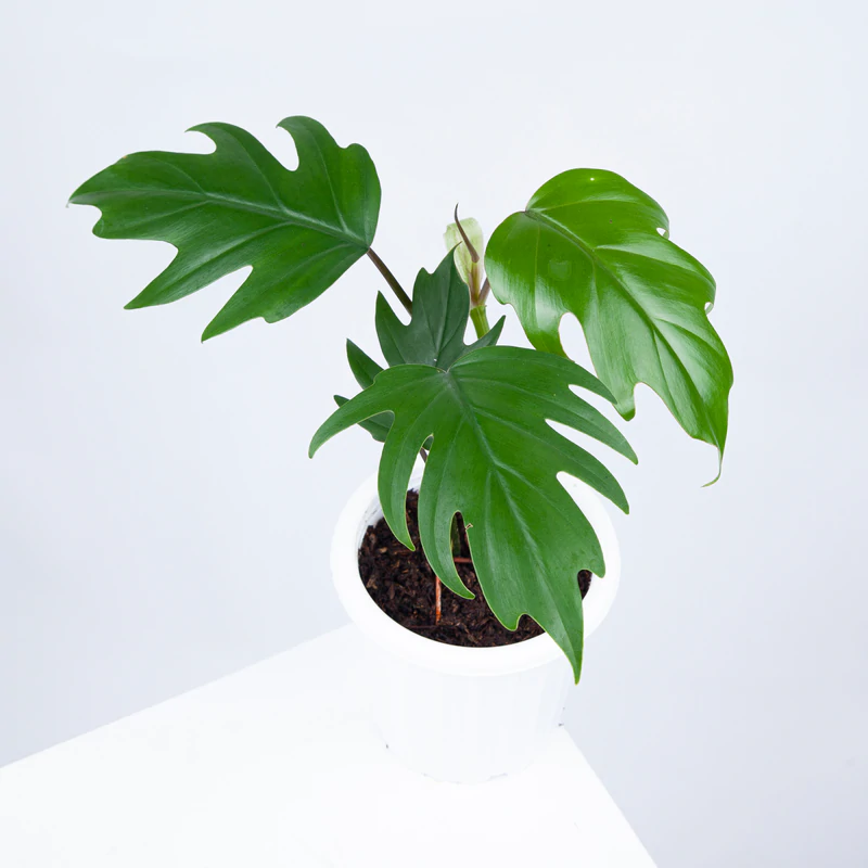 Philodendron Mayoi Plant - Image 3
