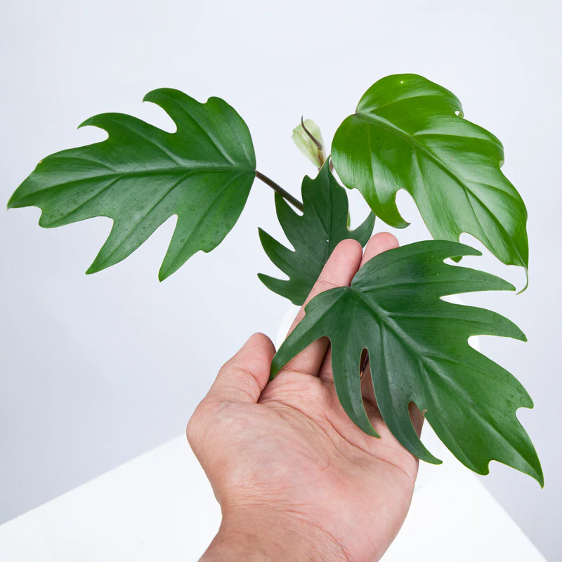 Philodendron Mayoi Plant - Image 2