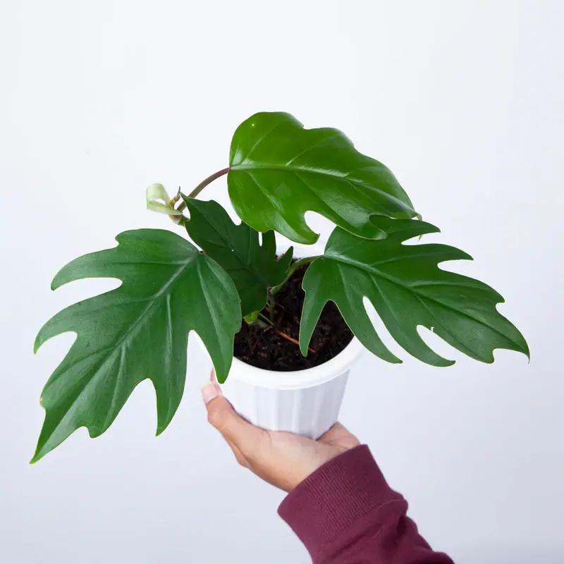 Philodendron Mayoi Plant