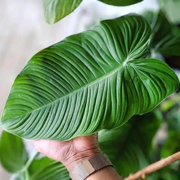 Philodendron Tenue