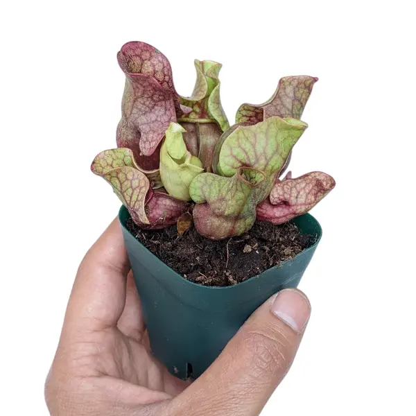 Sarracenia Purpurea
