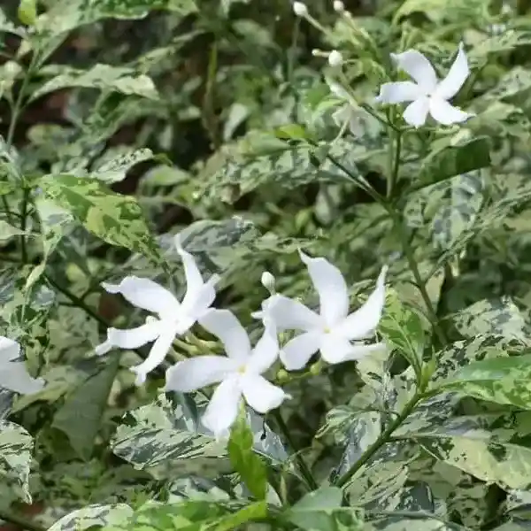 Pinwheel Jasmine Variegated