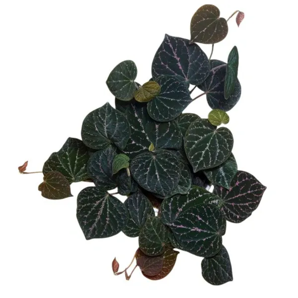 Piper Porphyrophyllum