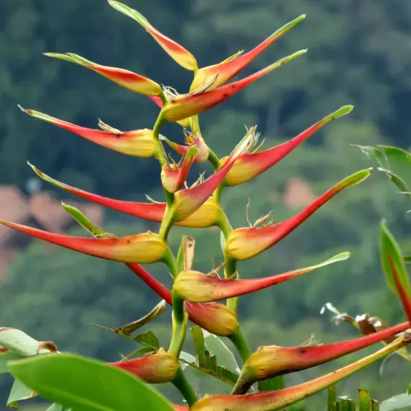 Heliconia Latispatha