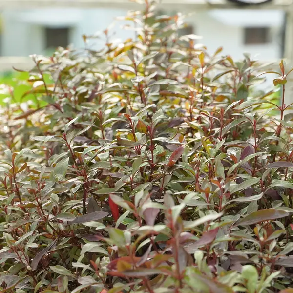 Ponnanganni Cheera / Spinach (Alternanthera sessilis)