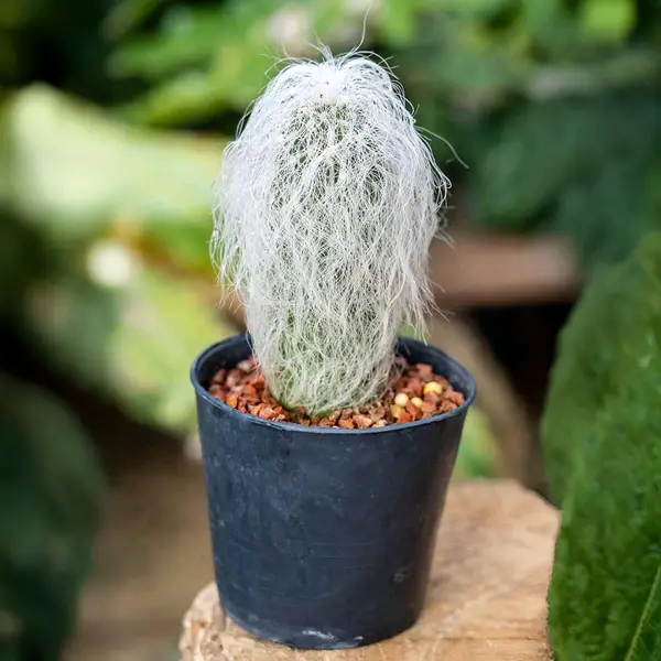 Old Man Cactus (Cephalocereus Senilis)