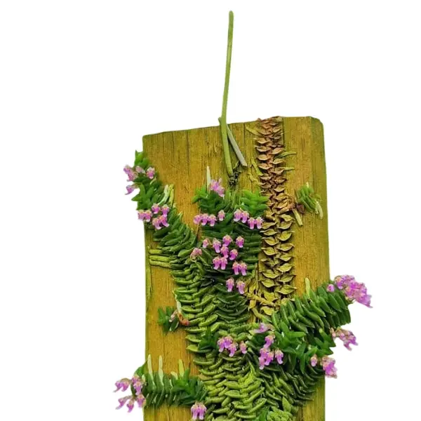 Schoenorchis Scolopendria Miniature Orchid