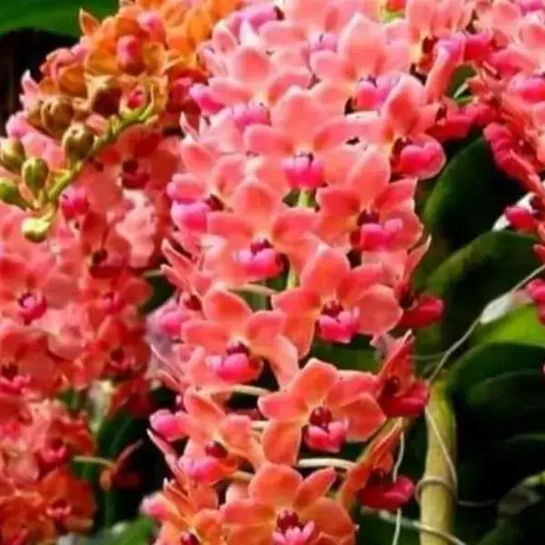 Rhynchostylis (RYS-007)