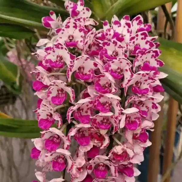 Rhynchostylis (RYS-010)