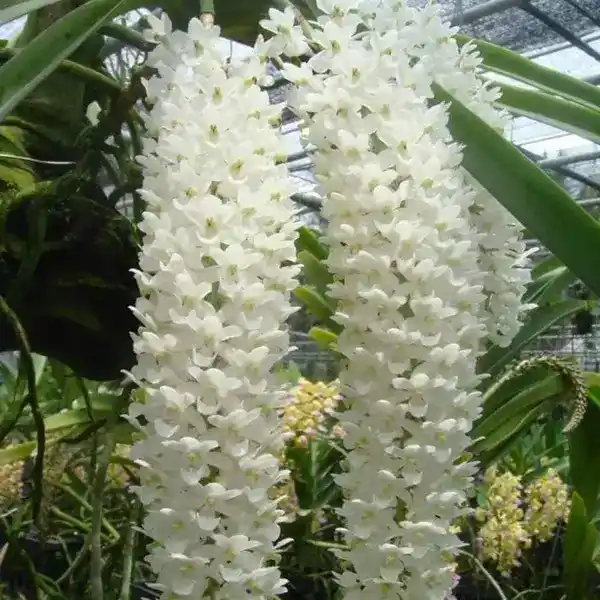 Rhynchostylis (RYS-013)