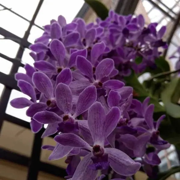 Rhynchostylis (RYS-015)