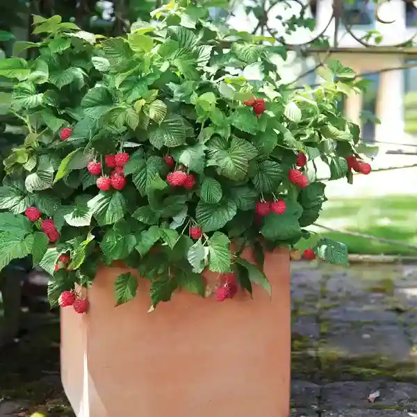 Raspberry Plant