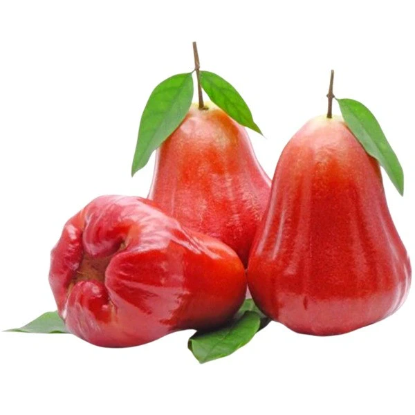 Rose Apple Chambakka