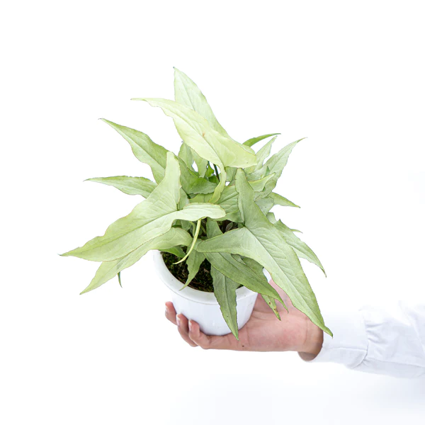 SYNGONIUM WHITE NARROW