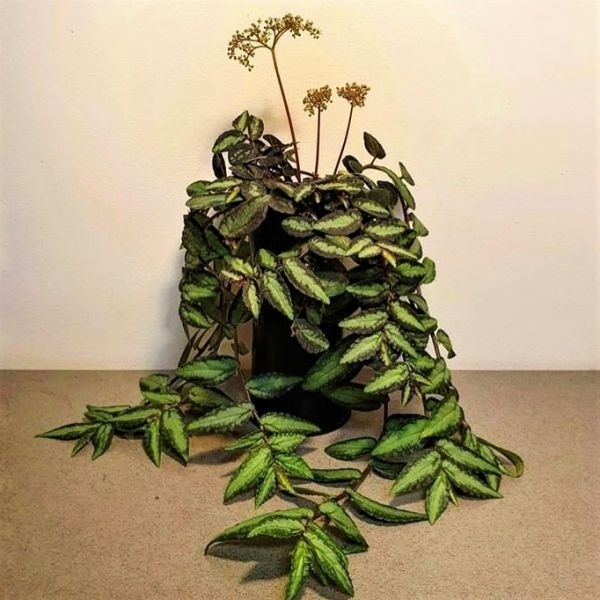 Pellionia repens var. pulchra - Image 2