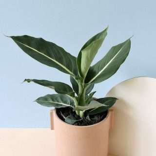 Dumb Cane Green Magic