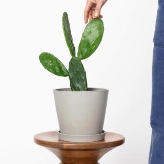 🌵 Prickly pear Cactus 🌵