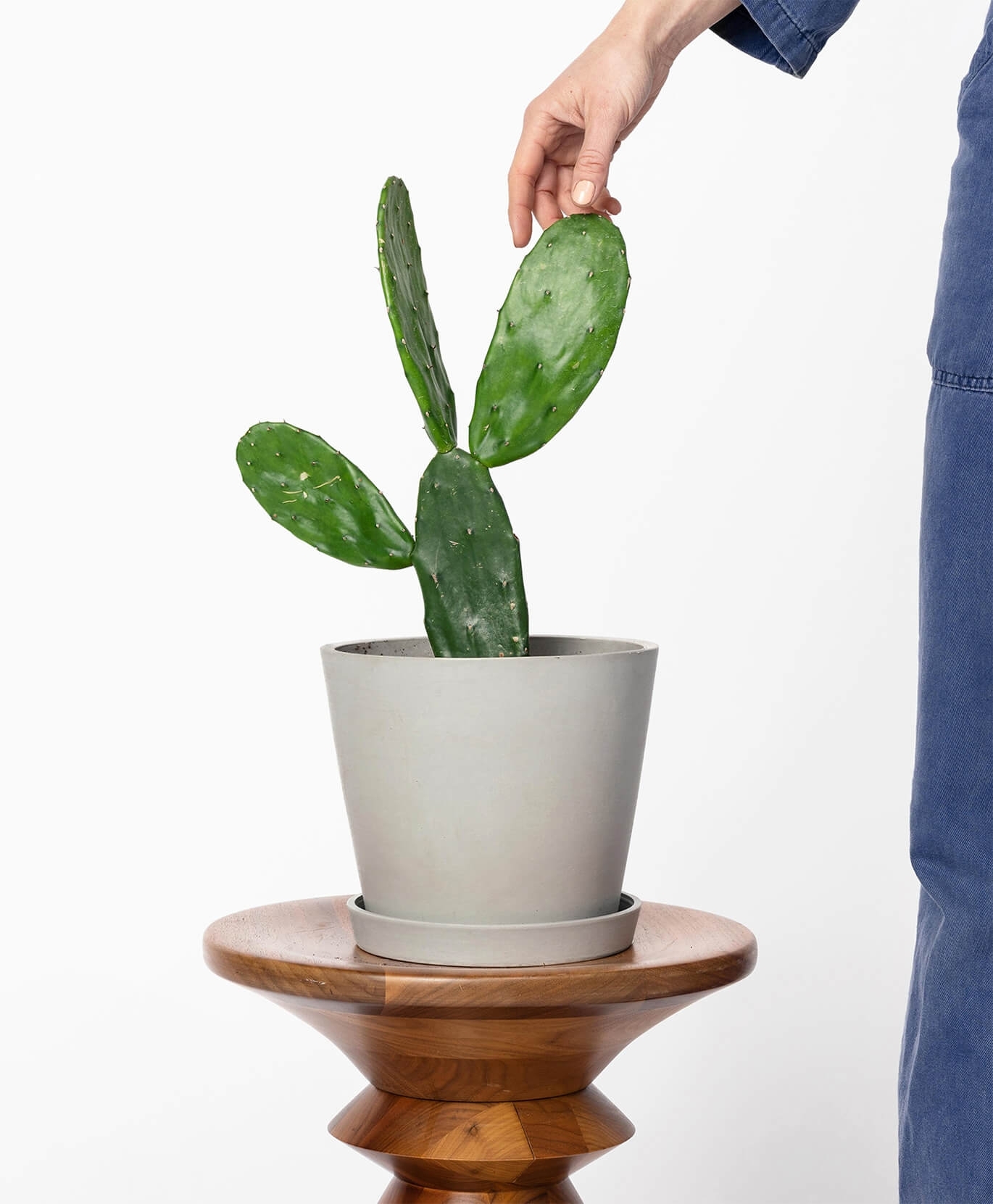 π΅ Prickly pear Cactus π΅