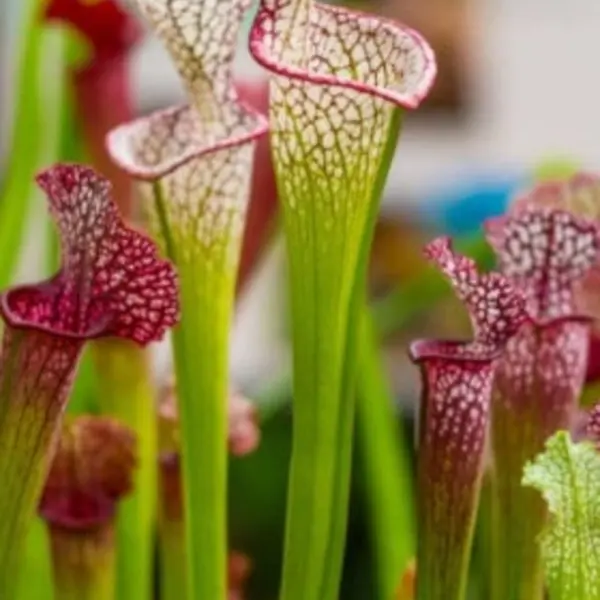 Sarracenia - Trumpet Pitcher Plants