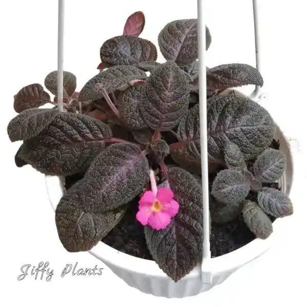 Episcia Mystic Star