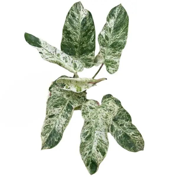 Philodendron Emerald Ice