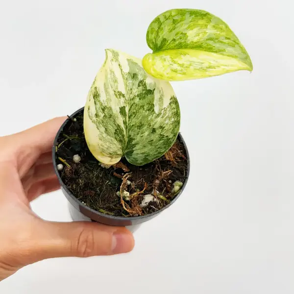 Scindapsis Geulis Verigated