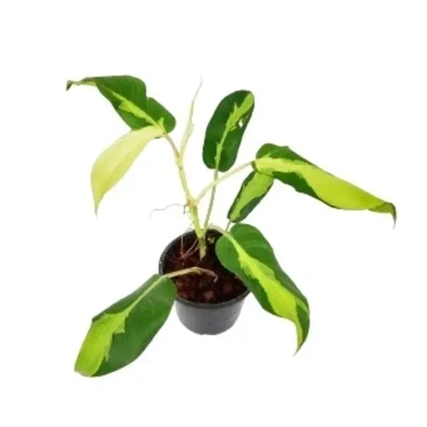 Thai Sunrise Philodendron - Rare