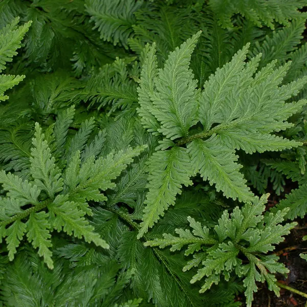 Selaginella umbrosa