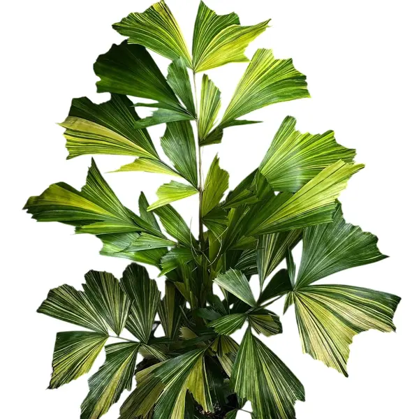 caryota Mitis Tri Colour Variegated